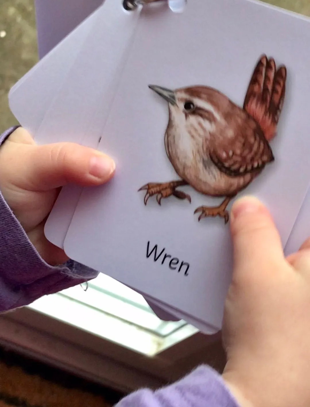 British Birds flashcards PLR