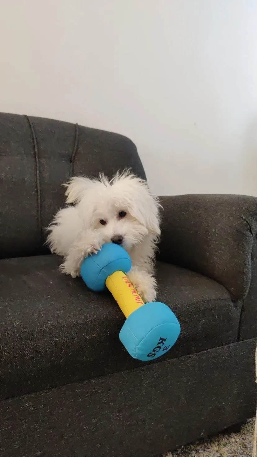 Goofy Tails Gym Series Dumbbell Plush Toy  | Squeaky Toy For Dogs and Puppies