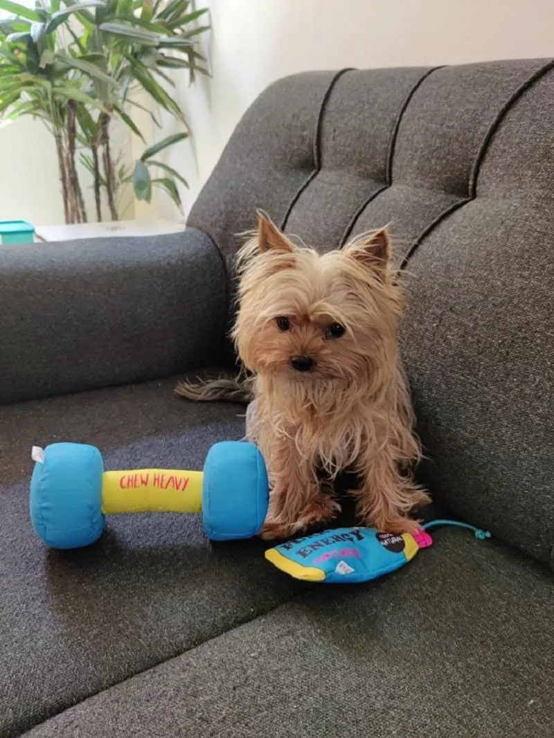 Goofy Tails Gym Series Dumbbell Plush Toy  | Squeaky Toy For Dogs and Puppies